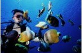 I am a project manager and also a system analyst in banking industry. 
Diving is my favorite activity in leisure time.