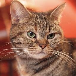 オカルト・預言・陰謀論・ネコ好き。マスメディア不信。某修羅の国出身。阿修羅な嫁と嫁似の小鬼と暮らす社畜。商業施設によくある電子看板の中の人。カネパニ治療師。5割デジタルサイネージ周辺ニュース、残りは愚痴とネタRT