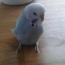 Karin Hallberg - @karin_hallberg - Twitter