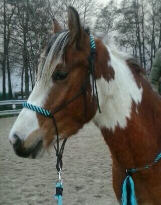 goedkope touwhalsters en andere artikelen en winacties!