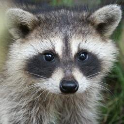 Ah shiet dawg
Love raccoons