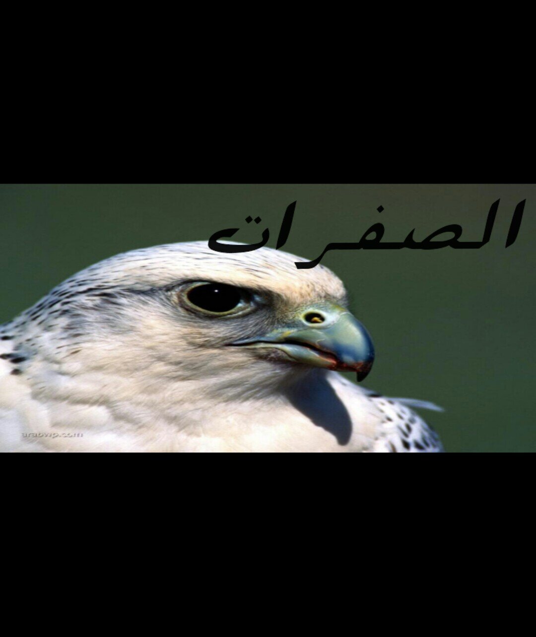 ‏ياسر بن محمد الحمدي أستغفر الله العظيم من كل ذنب عظيم الرياض