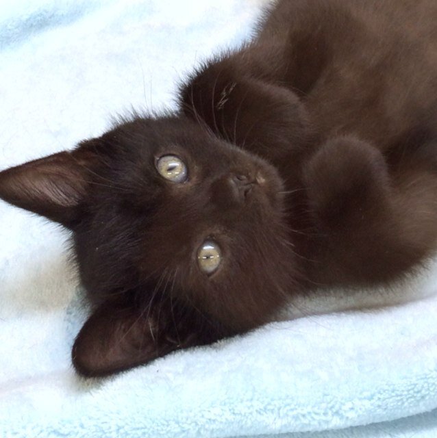 purefool's profile picture. 「いいね👍」はRT、❤️はほぼメモ替わりにしています。巻き込みリプはTwitterの仕様なので気にせず巻き込んでいただいて結構です。