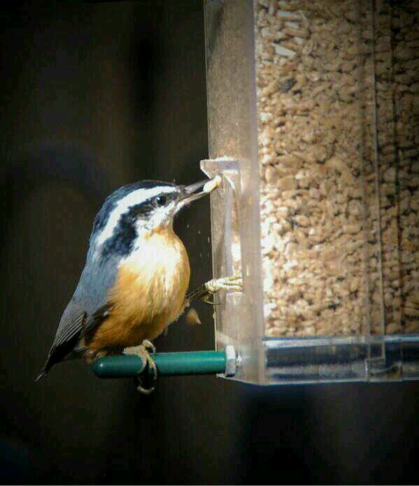 keen  on birdwatching and anything to do with nature
