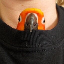 Parrot-hugging, ballet-dancing, skill-advising, Aussie-dwelling, educational-technology-using introvert science communicator (she/her)