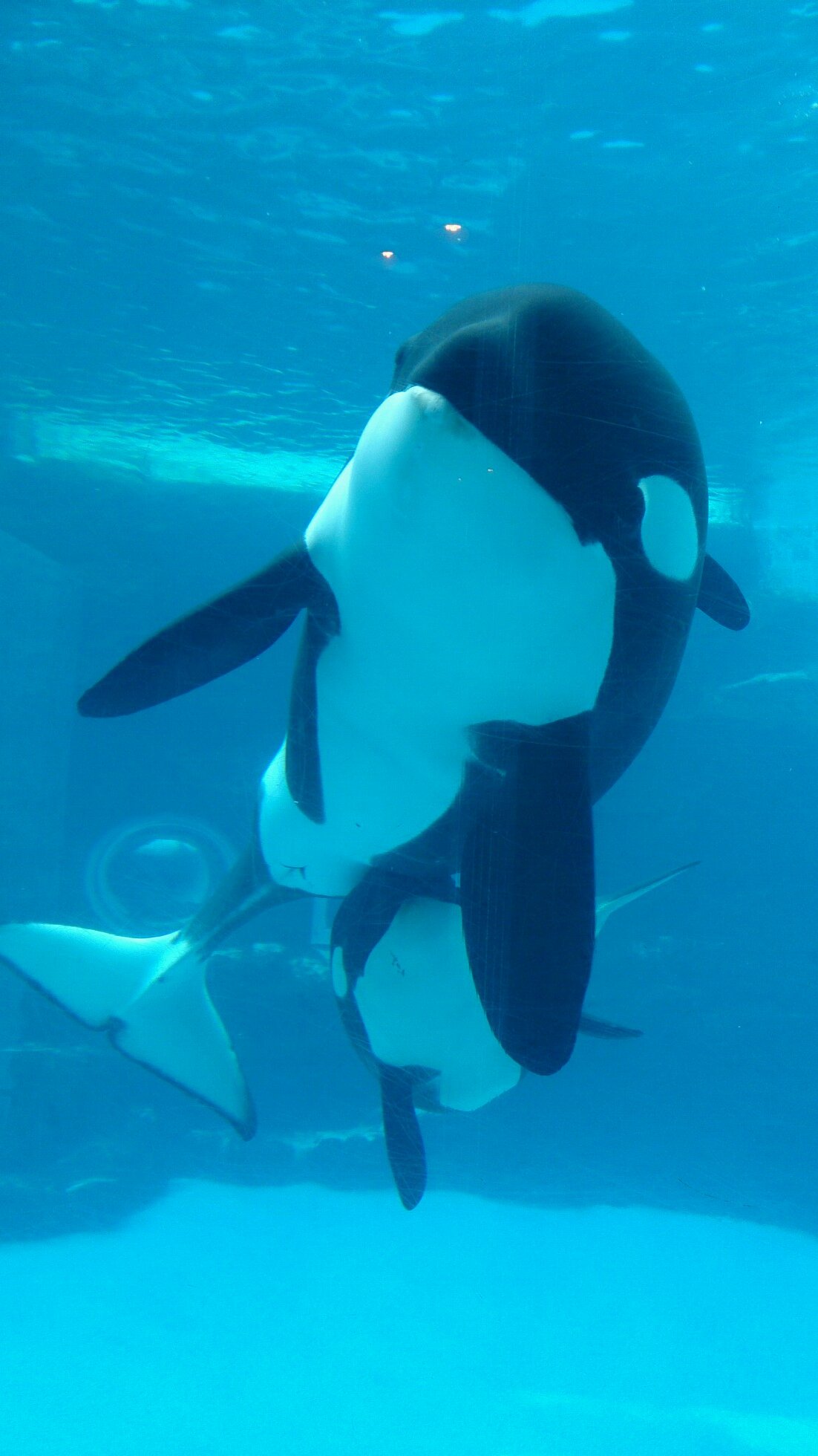 orca_39 Profile Picture