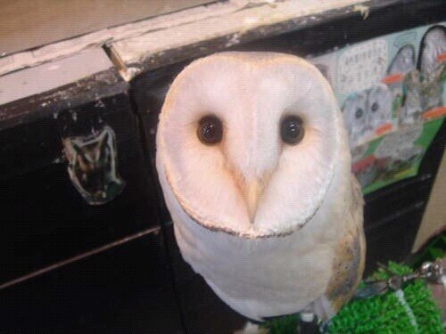 KonradHeindl's profile picture. iamnotkonradhimselfbutthanksifyousupporthim