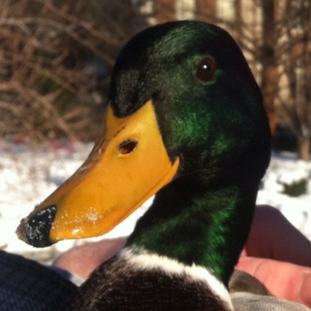 infodump's profile picture. 