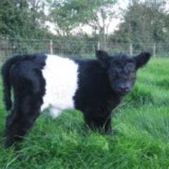 Breeding Belted Galloways in South Roscommon