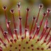 Shropshire Botany (@shropbotany) Twitter profile photo Shropshire Botany (@shropbotany) Twitter profile photo