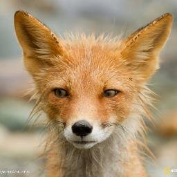 plica_semilunar's profile picture. 