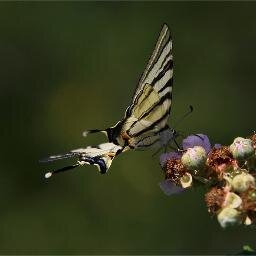 Photographer..