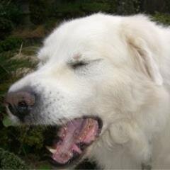 G_Pyrenees Profile Picture