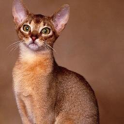 marialola1986's profile picture. Amante de los animales y la naturaleza en general.  Nunca vayas por el camino trazado, porque conduce hacia donde otros han ido ya.