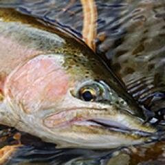 flyfishforfun's profile picture. I love fly fishing and fly tying. I created a website that is a resource for fly fishing reels. http://t.co/Qq078Ecg5f