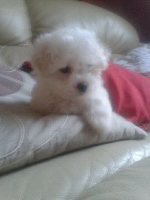 sophieashton199's profile picture. 