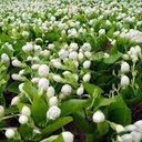 jasmin - @123jasminRoy - Twitter