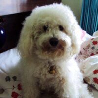 Shinta Dayu (@shintadayu) 's Twitter Profile