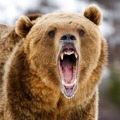 The official Twitter page of Sunnyside High School. Follow us for up-to-date information about all things Grizzly. Together we will believe and achieve!