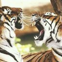 Lom Ali - @Ali8gerrardAli - Twitter