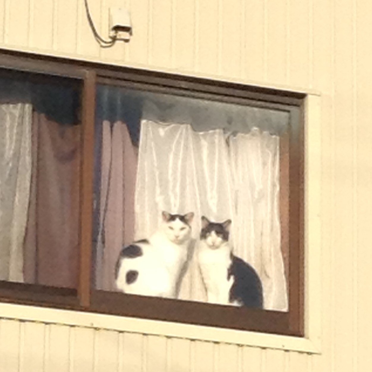 Xakacha's profile picture. 