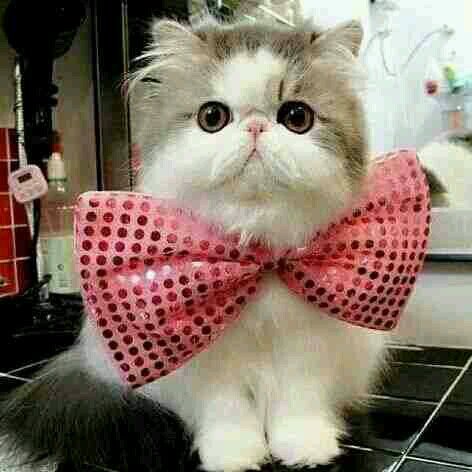 I bet you'll smile when you understand the word