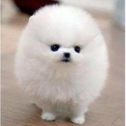 犬の動画、画像をツイートしています。癒された人はRTを！