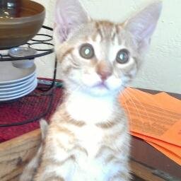 sjlebeck's profile picture. retired psych teacher