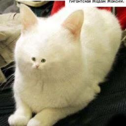 LIZA_B_ASS's profile picture. Я самая, самая обычная трансвеститка! Подлая, хитрая тварь. Давайте общаться!