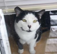 MrBasilCat
