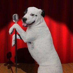 CaninicaDottie's profile picture. My name is Dottie and I love music. Woof!