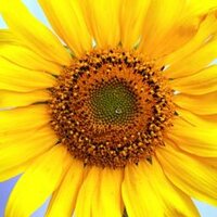 ALEOVITRO (@aleovitro) 's Twitter Profile