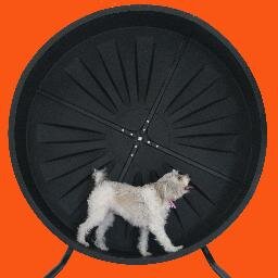 Pet Wheel Company has designed the Pet Wheel to keep your pets safe and healthy with plenty of exercise!