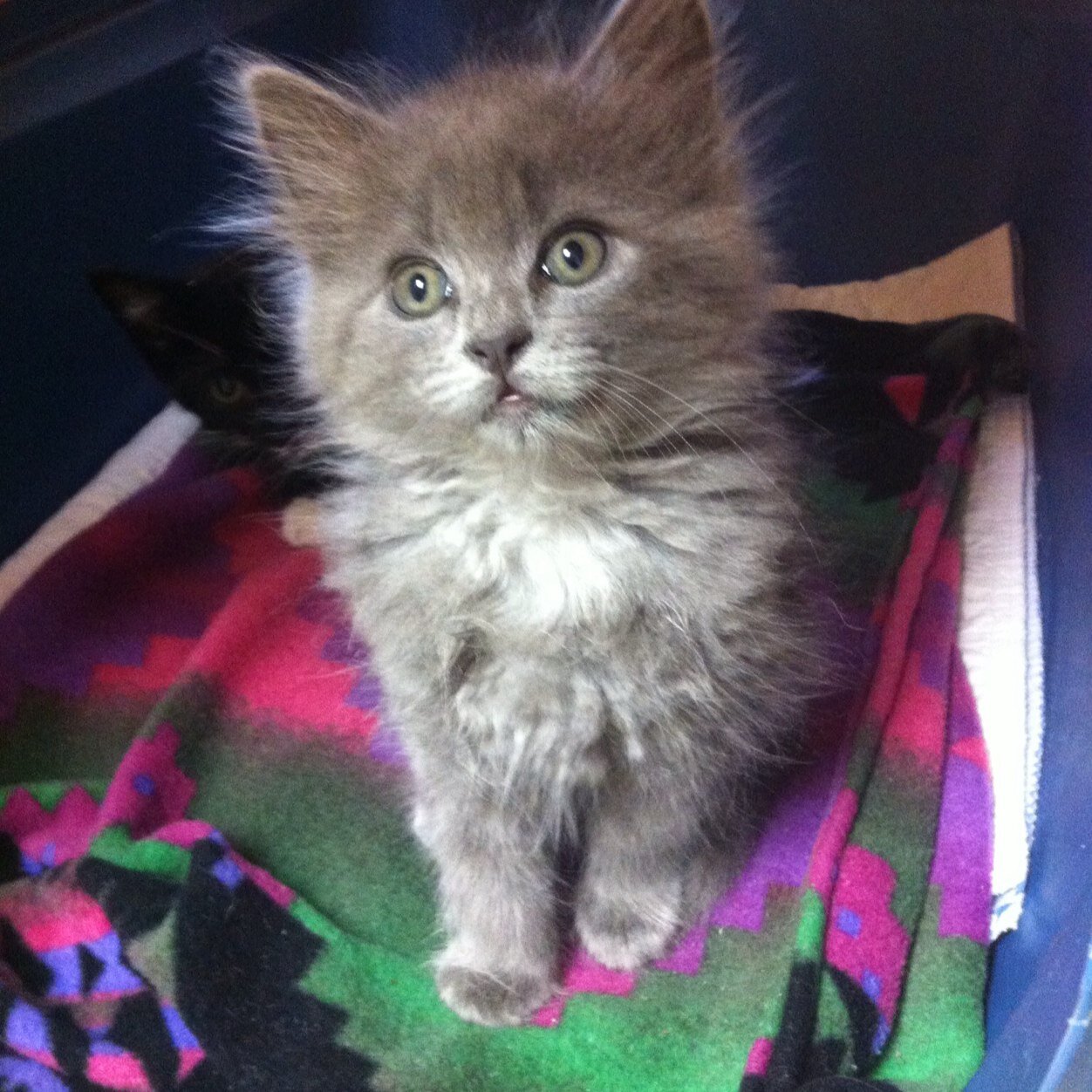 tweetkittycats's profile picture. We not only tweet, but we are sweet. We are all rescued kitties.  We rule the dog and our house :) @faceurfears is our mom! Spoiled rotten and truly loved!