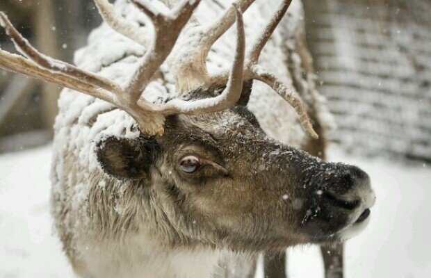 My names Tyrone, im a reindeer, I pull that fat ass in a sled across USA for kids to get shit . Be a bad bitch and you wont get shit fo christmas .