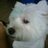 madsonpessoa's profile image