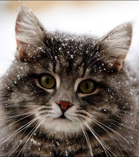 meow