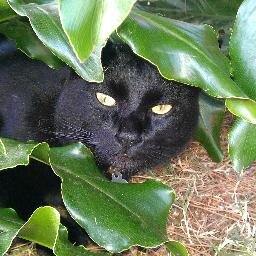 I'm 15 years old, single. Code name: Panther. I like fish, chasing bugs, and feeding my little sis-fur butterflies.