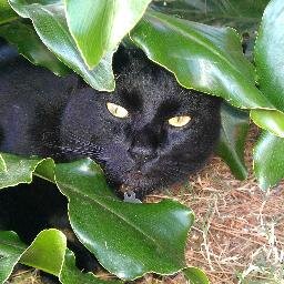 I'm 14 years old, single. Code name: Panther. I like fish, chasing bugs and feeding my little sis-fur butterflies.