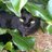_thecatsays_'s profile image