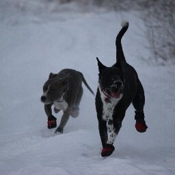 clarketara's profile picture. Collaboration, Art, Animal Welfare, Documentaries