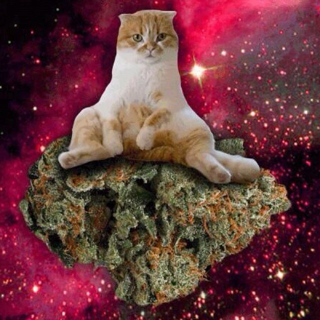 Cats And Weed! Enjoy!