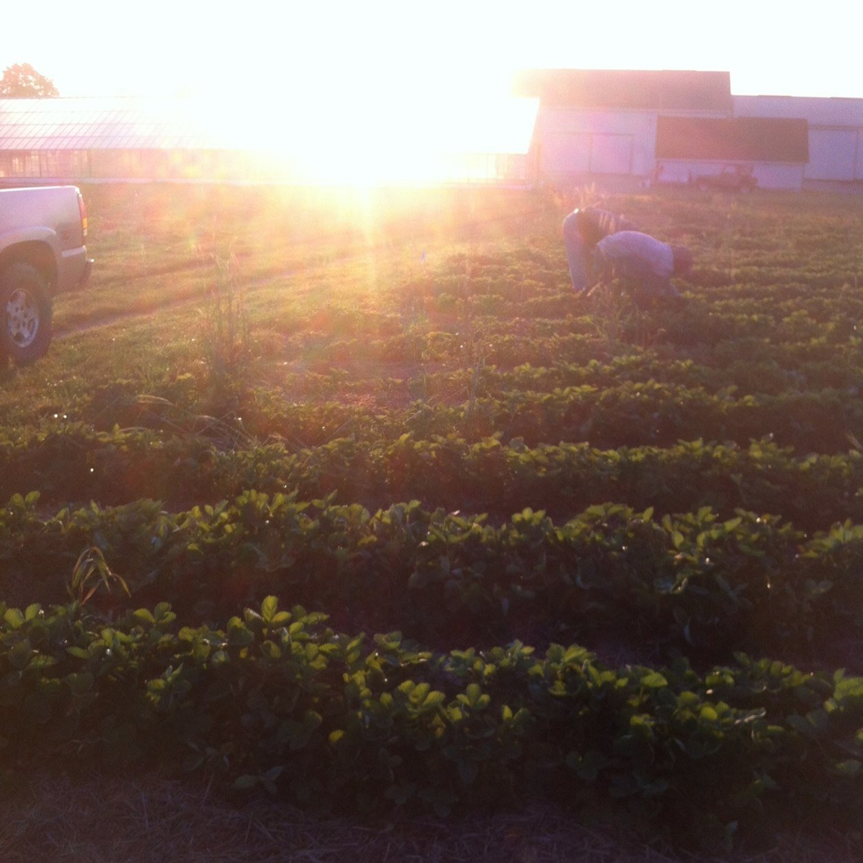 Farmer of strawberries, raspberries, tobacco and grain. Norfolk County