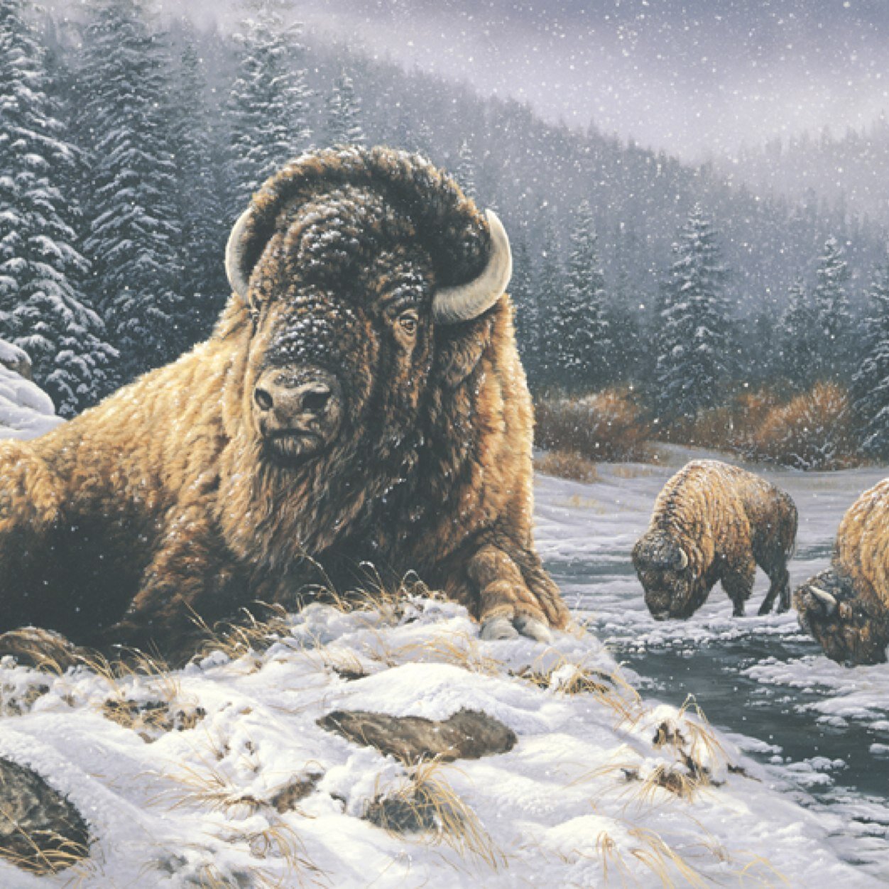 Beards and Buffalo.