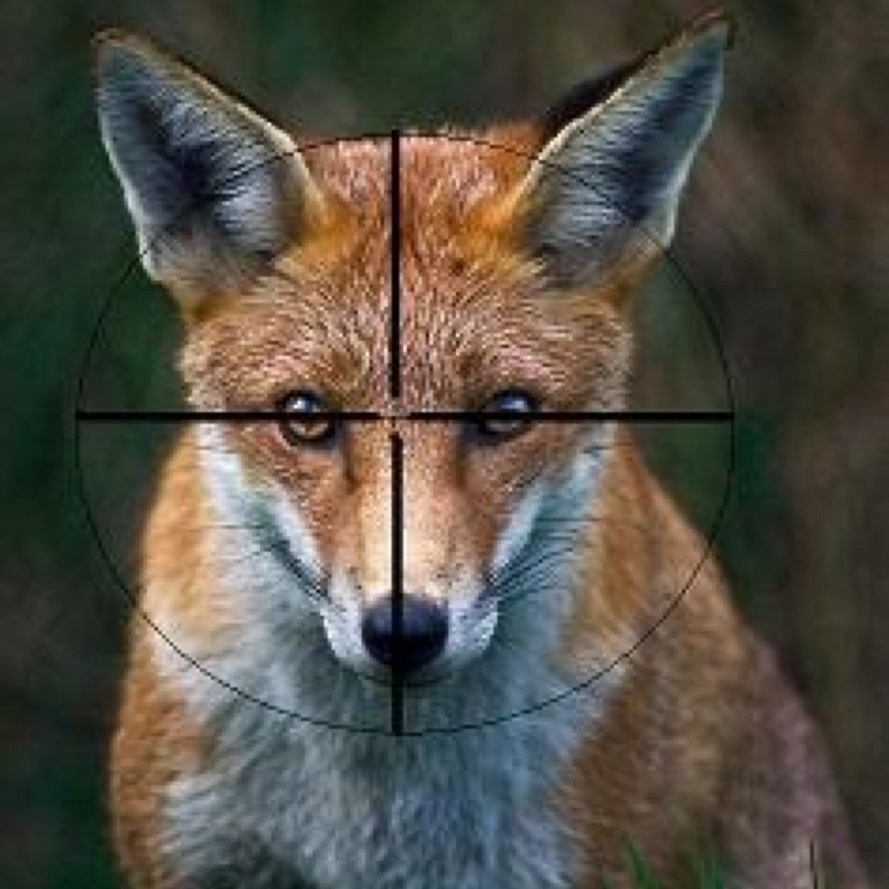 Friendly SSAA member Dropping Foxes 35 years exp. Helping landholders wherever possible Some pics may not be my own. ACA for DPAW also.