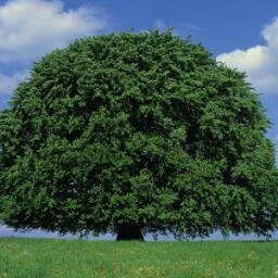 BeechTreeInvest's profile picture. 