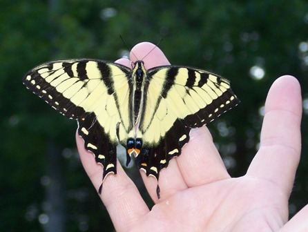 egglete's profile picture. Massage Therapist-Mission Health & Massage, Wife, Mom of 3, Grandma