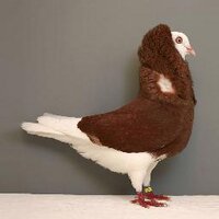 Ian Epps (@tinyspoons) 's Twitter Profile Photo