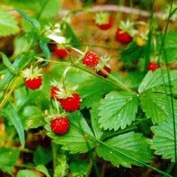 mdou171tula's profile picture. МБОУ ЦО № 5 (учебный корпус № 7)