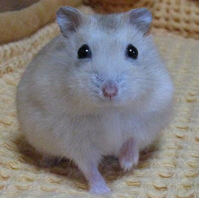 hinachi_asako's profile picture. トリノ五輪をテレビで見てプル様とフィギュアにハマる。羽生結弦選手のファン歴はスケアメのパリ散から。時々アメショ画像。